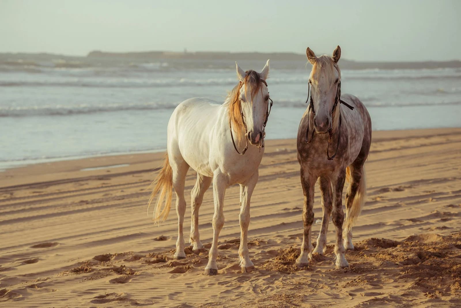 The Perfect Guide To Assateague Island Federal Park: Everything You Need To Know